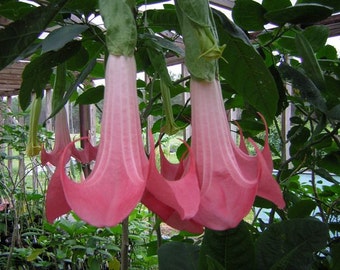 Brugmansia Arborea, Tree, huge pink blossoms, 5 seeds