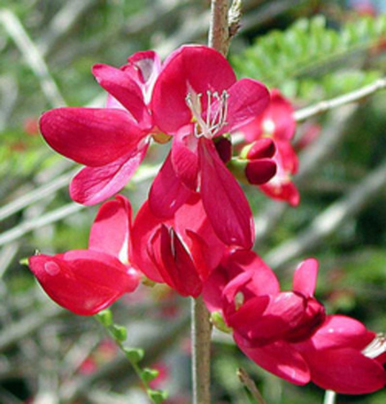 CASSIA GRANDIS,Senna, Senna grandis, Coral Shower Tree, exotic pink cassia, bright flower image 1