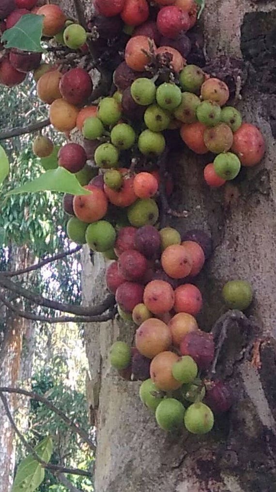 Ficus auriculata Roxburgh/'s Ficu Samen Himalaya-Feige 20 seeds 20 Samen