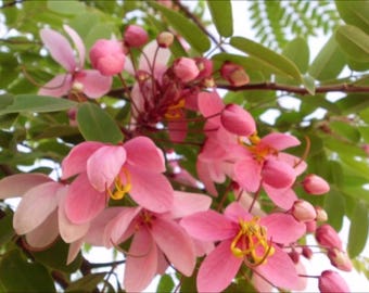 Cassia Nodosa, Pink-and-White-Shower, 10 seeds