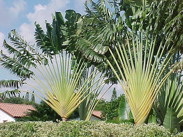 Ravenala Madagascariensis Travelers Palm Trees