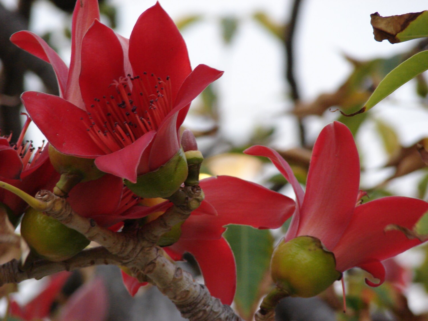 Bombax Ceiba Red Silk Cotton Tree Fast Growing And Drought Etsy