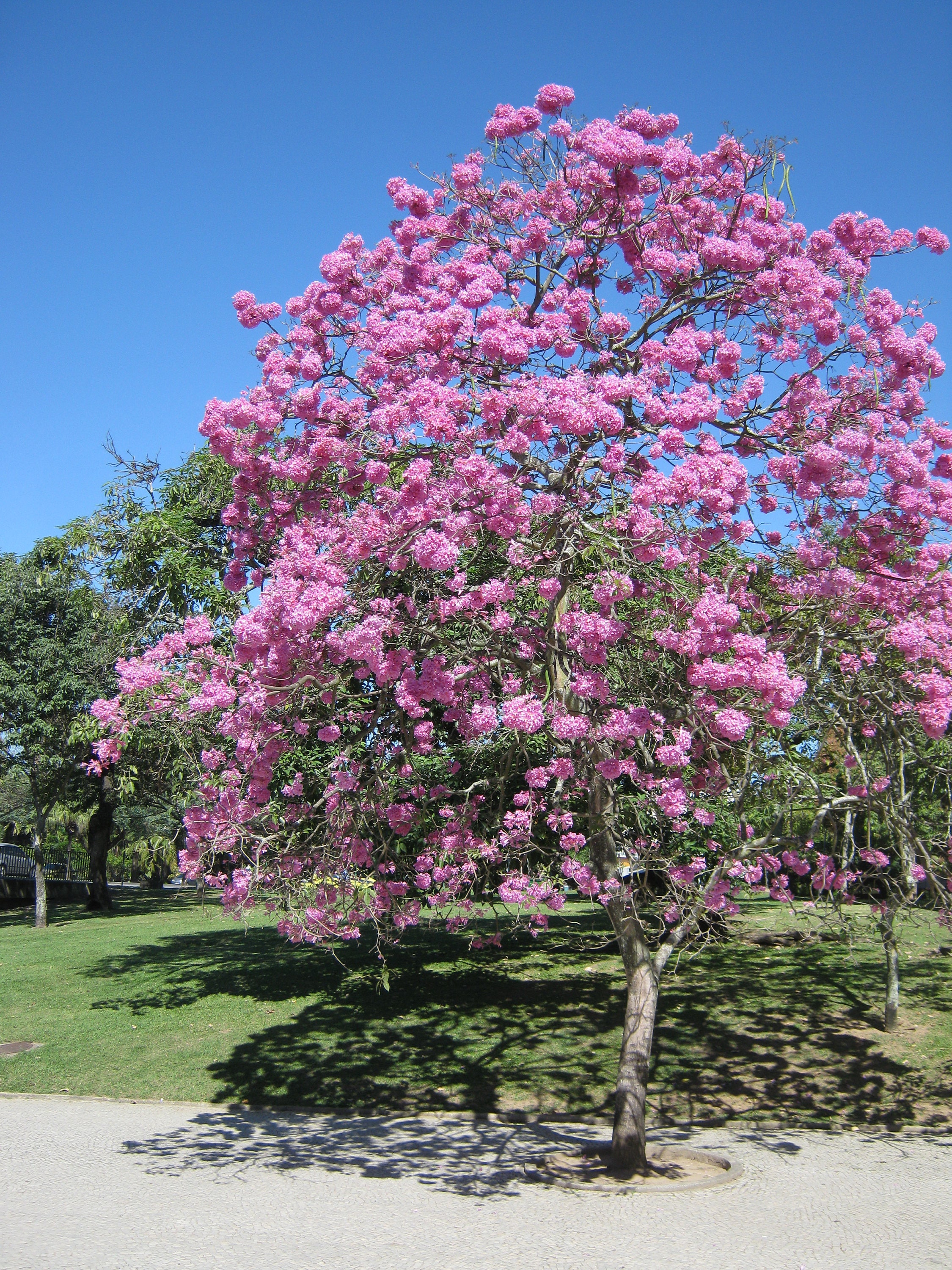 Tabebuia Rosea Guayacán rosado 10 semillas | Etsy