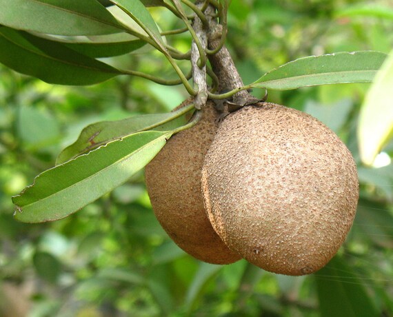 RUSSISCHE OLIVE FORSTHART SENSATION ESSBARE FRÜCHTE