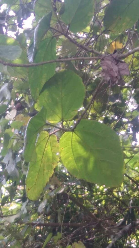 Ficus auriculata Roxburgh/'s Ficu Samen Himalaya-Feige 20 seeds 20 Samen