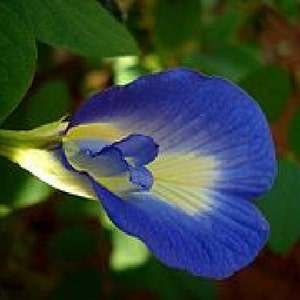 Clitoria Ternatea,Butterfly Pea Flower, BLUE, 10 seeds