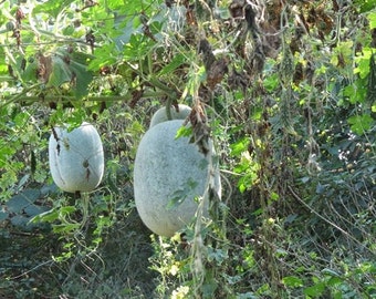 Benincasa Hispida, Ash Gourd,White Wax Winter Melon, 15 seeds, organic from our farm