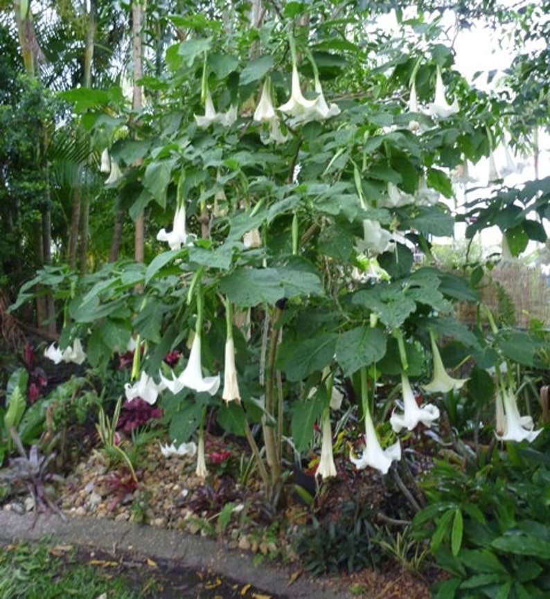 Brugmansia Arborea Baum große weiße Blüten 5 Samen | Etsy