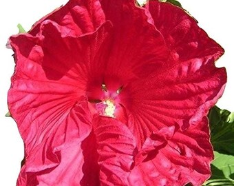 Hibiscus moscheutos, Giant and Hardy, fast growing and flowering, 10 seeds