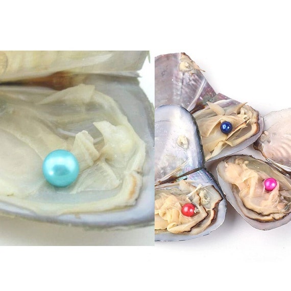 BULK 50 Freshwater Oysters Pearl Inside Etsy