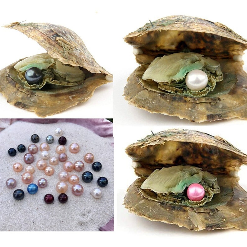 10 Akoya Oysters Pearl Inside Etsy