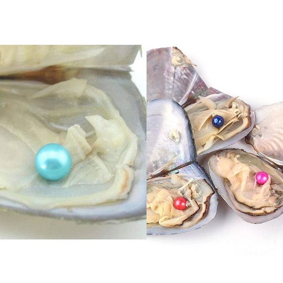 Freshwater Oyster Pearl Inside Etsy