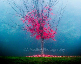 Corazón arce otoño colores rojos niebla naturaleza paisaje fotografía arte de la pared