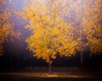 Transformation birch tree yellow fall colors nature landscape photograph wall art