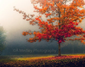 Lönn, höst, röda och orange nyanser, dimma, natur, landskap, fotografi, väggkonst