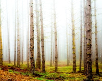 Collective forest fog nature landscapr photography print wall art