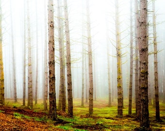 Collective forest fog nature landscapr photography print wall art