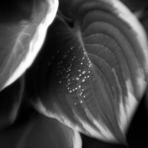 Dew Drops, rain drops on a hosta leaf close up, black and white fine art photograph wall art