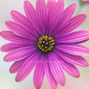 May include: A close-up of a vibrant pink daisy with a yellow center. The flower has delicate petals and a soft, blurred background.