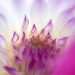 Dahlia 3 white purple and pink hues, close up flower photograph, wall art fine art