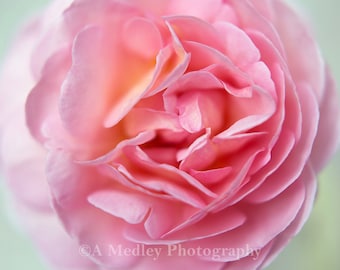 Pink Rose, floral fine art photography close up wall art