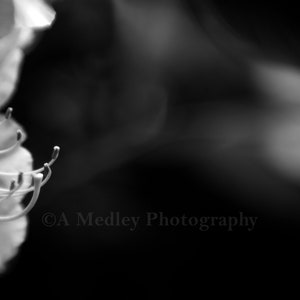 Rhododendron 1 black and white photography print flowers nature wall art