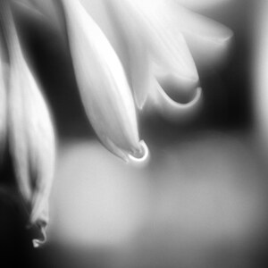 Hosta black and white photograph close up flower wall art nature