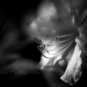 Rhododendron 4 black and white photography print flowers nature wall art