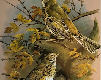 Vintage bird print thrushes