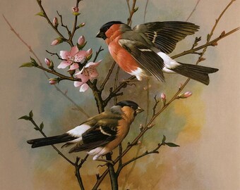 Vintage bird print bullfinches
