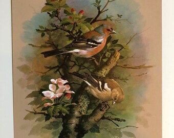 Vintage bird print chaffinches
