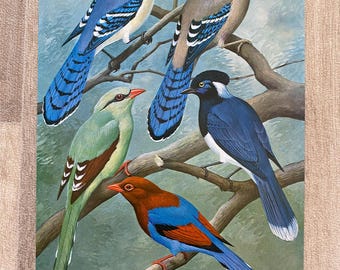 Vintage bird print jays & magpies