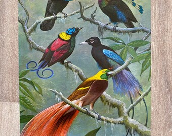 Vintage bird print birds of paradise
