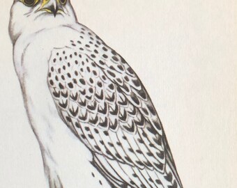 Vintage bird print falcon