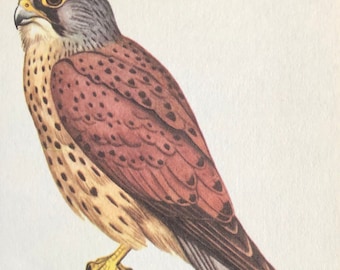 Vintage bird print kestrel