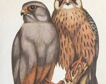 Vintage bird print red-footed falcon