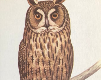 Vintage bird print long-eared owl