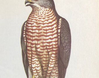 Vintage bird print sparrowhawk