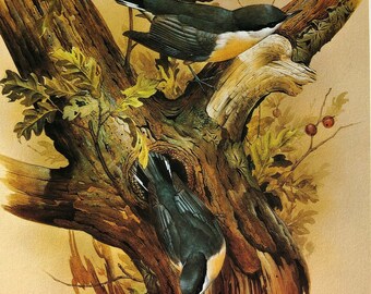 Vintage bird print nuthatches