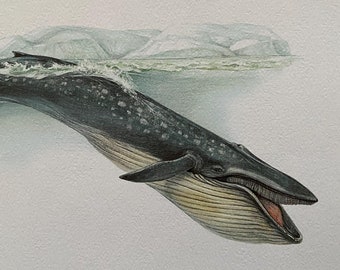 Vintage animal print blue whale