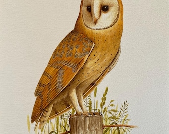 Vintage bird print barn owl