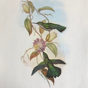 Vintage double-sided John Gould hummingbirds bird print