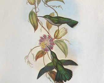 Vintage double-sided John Gould hummingbirds bird print