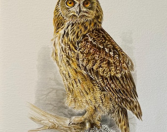 Vintage bird print eagle-owl