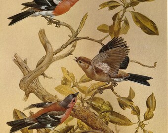 Vintage bird print chaffinch