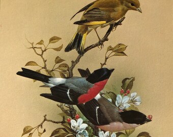 Vintage bird print finches