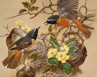 Vintage bird print redstarts