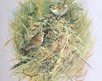 Vintage bird print wrens