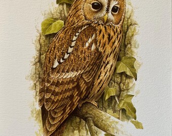 Vintage bird print tawny owl