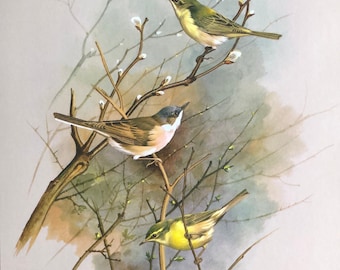 Vintage bird print chiffchaff, warbler & whitethroat